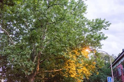 Street light with tree at blue hour evening Stock Photos