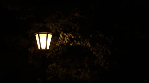 Street light under trees at night Stock Footage 75079891