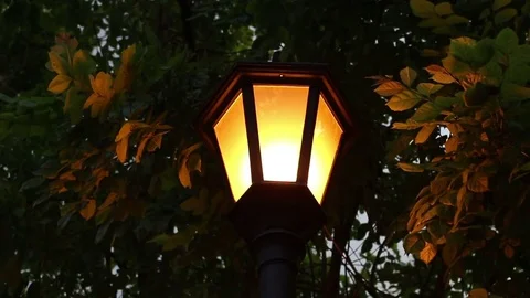 Street light under trees at night Stock Footage