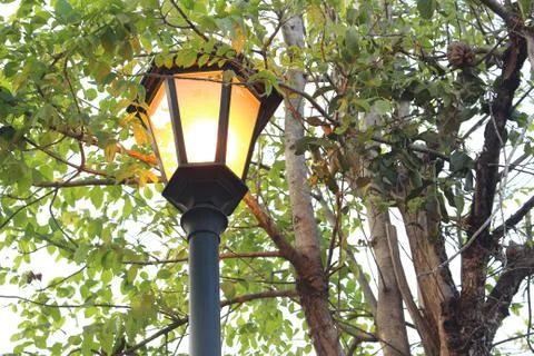 Street light under trees Stock Photos