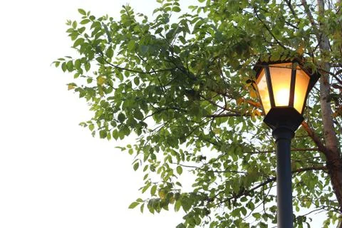 Street light under trees Stock Photos