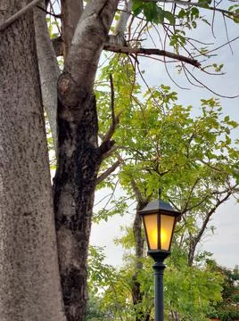 Street light under trees Stock Photos
