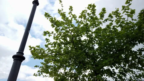 Street lighting pole and a tree shot from below for a green concept Stock Footage 154179945