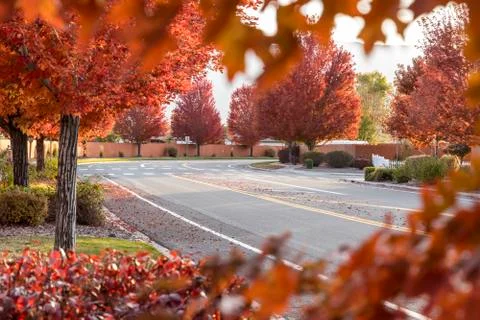Street lined with fall colored trees framed by red leaves and bushes Stock Photos