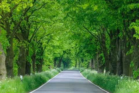 Street lined with lime trees in spring on the Island of Ruegen in Stock Photos