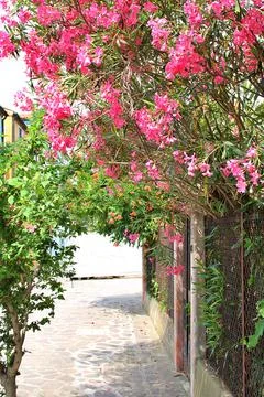 Street with oleander Stock Photos