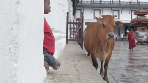 Street orphan 動画素材 46015389