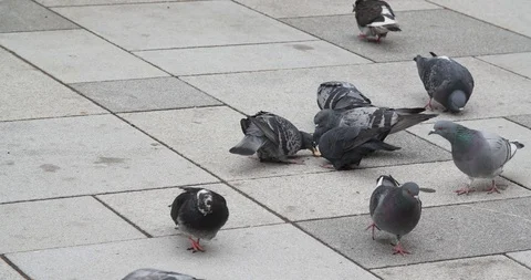Street Pigeons fighting over Bread on urban Place Stock Footage 102727877