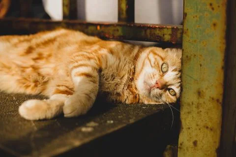 Street red cat Stock Photos