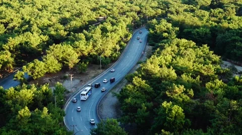 Street Road Forest Tree Traffic Stock Footage 68996979