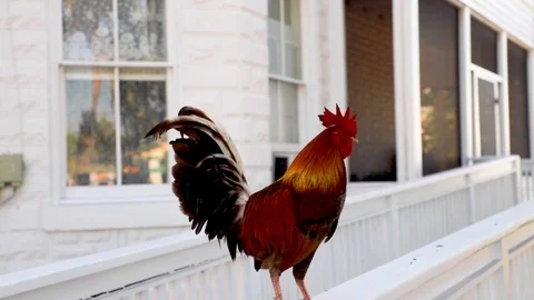 Street rooster found in Key West, Florida. The roosters are often found Stock Footage 103849357