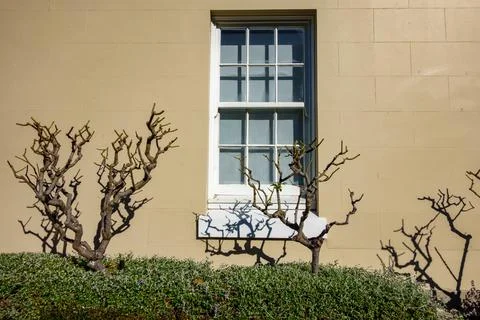 Street scene architectural leafless trees and shadows on beige wall with ol.. Stock Photos