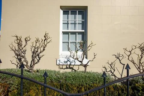 Street scene architectural leafless trees and shadows on beige wall with ol.. Stock Photos