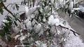Street scenery rhododendron bush covered with snow at city footpath 4k 4k or 4k+ Resolution