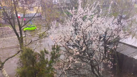 Street. Spring rain outside the window. Blooming apricot tree. Passing cars. Stock Footage 152792692
