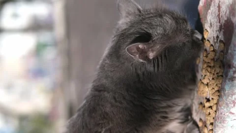 Street stray cat close up Stock-Footage 268792030