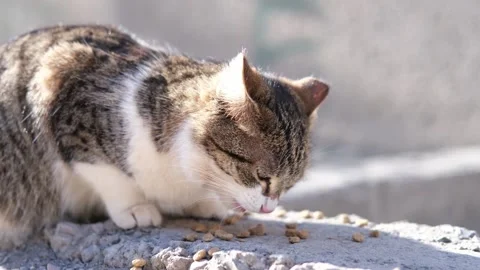 Street stray cat close up Stock-Footage 268792388