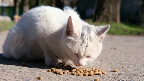 Street stray cat close up 스톡 동영상 268792566