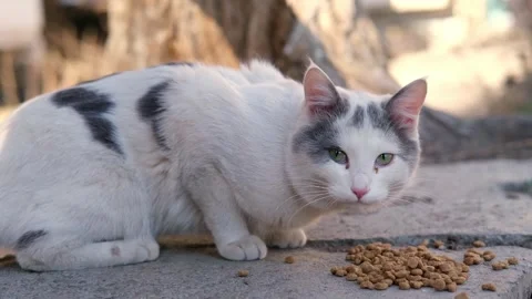 Street stray cat close up Video stock 268793002