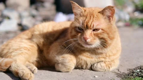 Street stray cat close up Stock Footage 268793230
