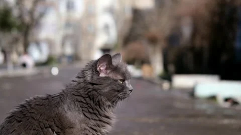 Street stray cat close up Stock-Footage 268793330