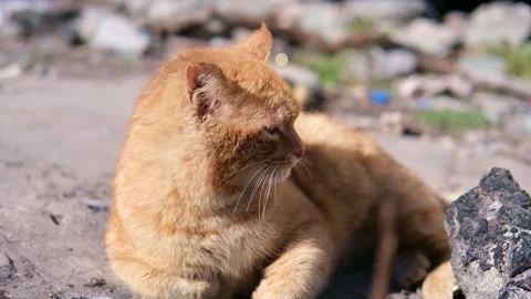 Street stray cat close up Stock Footage 269866065