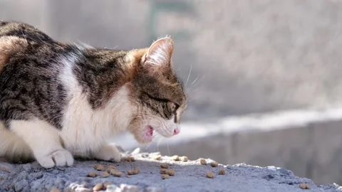 Street stray cat close up Video stock 269866751