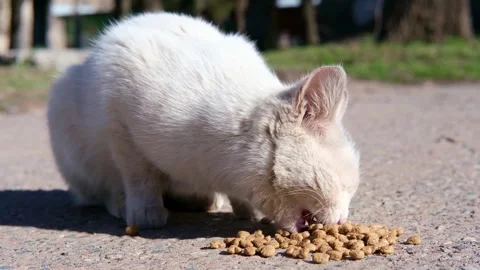 Street stray cat close up Video stock 269867052