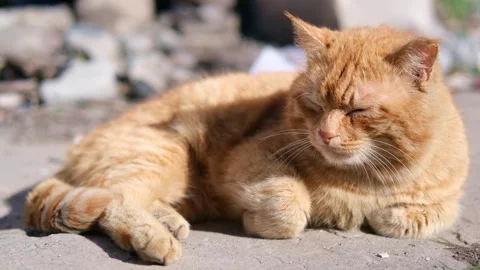 Street stray cat close up Stockbeeldmateriaal 270344760