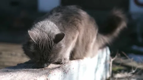 Street stray cat close up Stock Footage 270344849