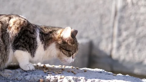 Street stray cat close up Stock-Footage 270345042