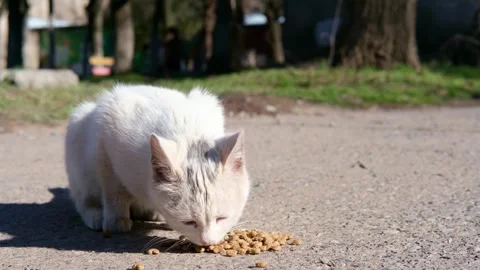Street stray cat close up Stock-Footage 270345163