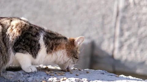 Street stray cat close up Video stock 270508679