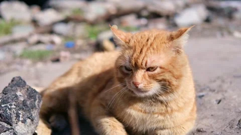 Street stray cat close up Stockbeeldmateriaal 270664739