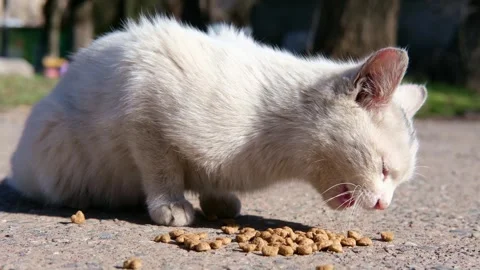 Street stray cat close up 스톡 동영상 270875720