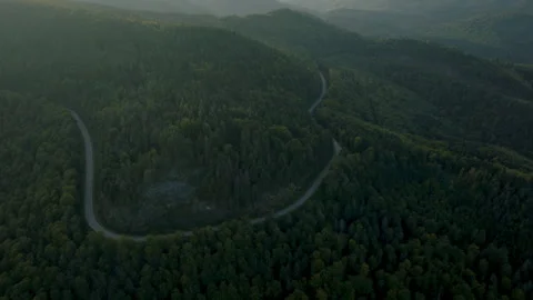Street through Forest Wilderness Stock Footage 261309665