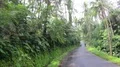 Street traffic scenery pov driving wet sunny Bali road jungle landscape 4k or 4k+ Resolution