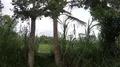 Street traffic scenery pov driving Bali road village rice fields landscape HD Footage