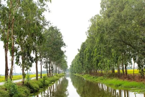 Street tree Stock Photos