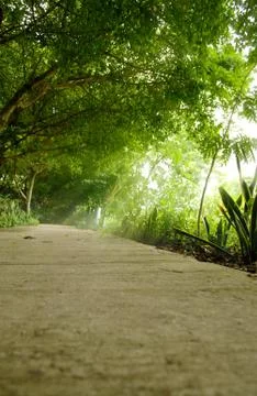 Street  trees Stock Photos