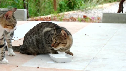 Street wild striped and spotty cats eat dry food and drink milk Stock Footage 134556853