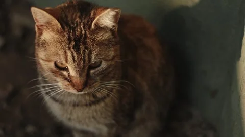 Streetcat-3 Stock Footage 335763543