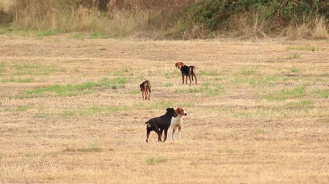 Streetdogs Stock Footage 31292004