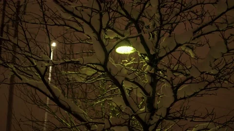 Streetlight Behind A Tree Stock Footage 169791165