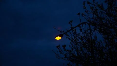 Streetlight behind trees Stockfoto's