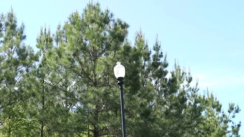 Streetlight Day time Stock Footage 274573745