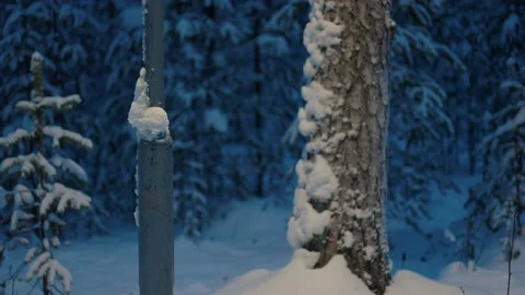 Streetlight In The Forest Winter Stockbeeldmateriaal 169790543