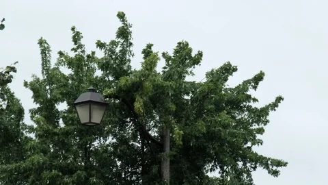 Streetlight lantern closeup with blowing treetops Stock Footage 92921499