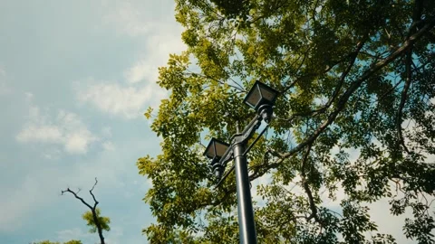 Streetlight pole partially hidden by vibrant foliage Stock Footage 343594733