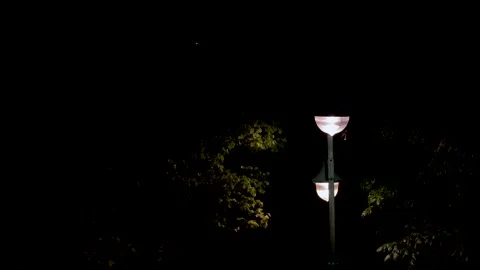Streetlight in the Rain at Night with Tree Branches Video stock 316834016